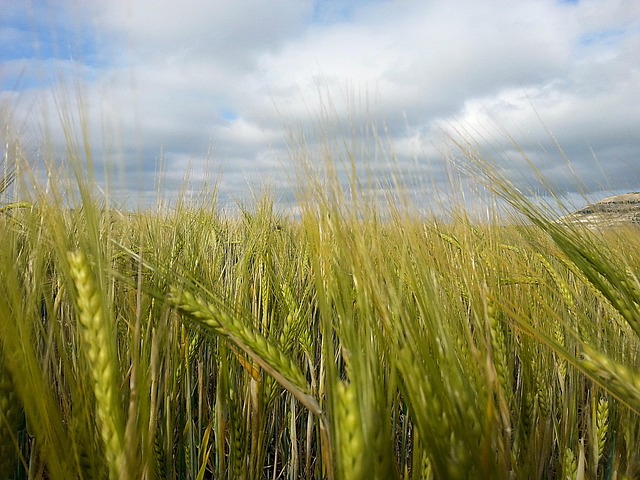 Trigo, Grano, Campo, Cultivo De Cereales