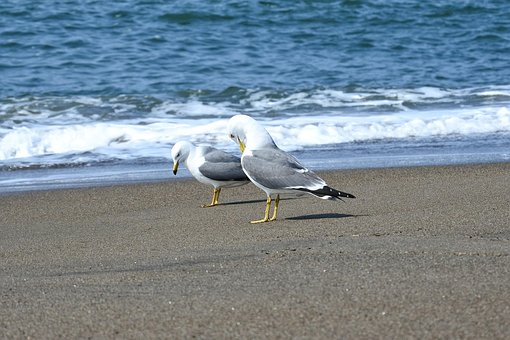 アニマル, 海, 波, 波打ち際, 浜辺, ビーチ, カモメ, シーガル, 海鳥