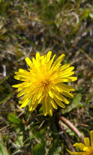 Free Dandelion Yellow photo and picture
