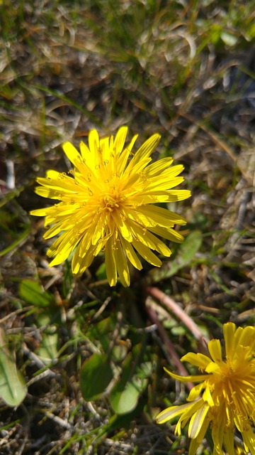 Free Dandelion Yellow photo and picture