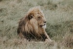 lion, nala, lion king