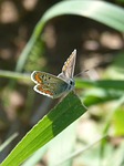 butterfly, brunette, moreneta southern