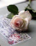 rose, beauty, flower