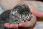 cat baby, kitten, sleep