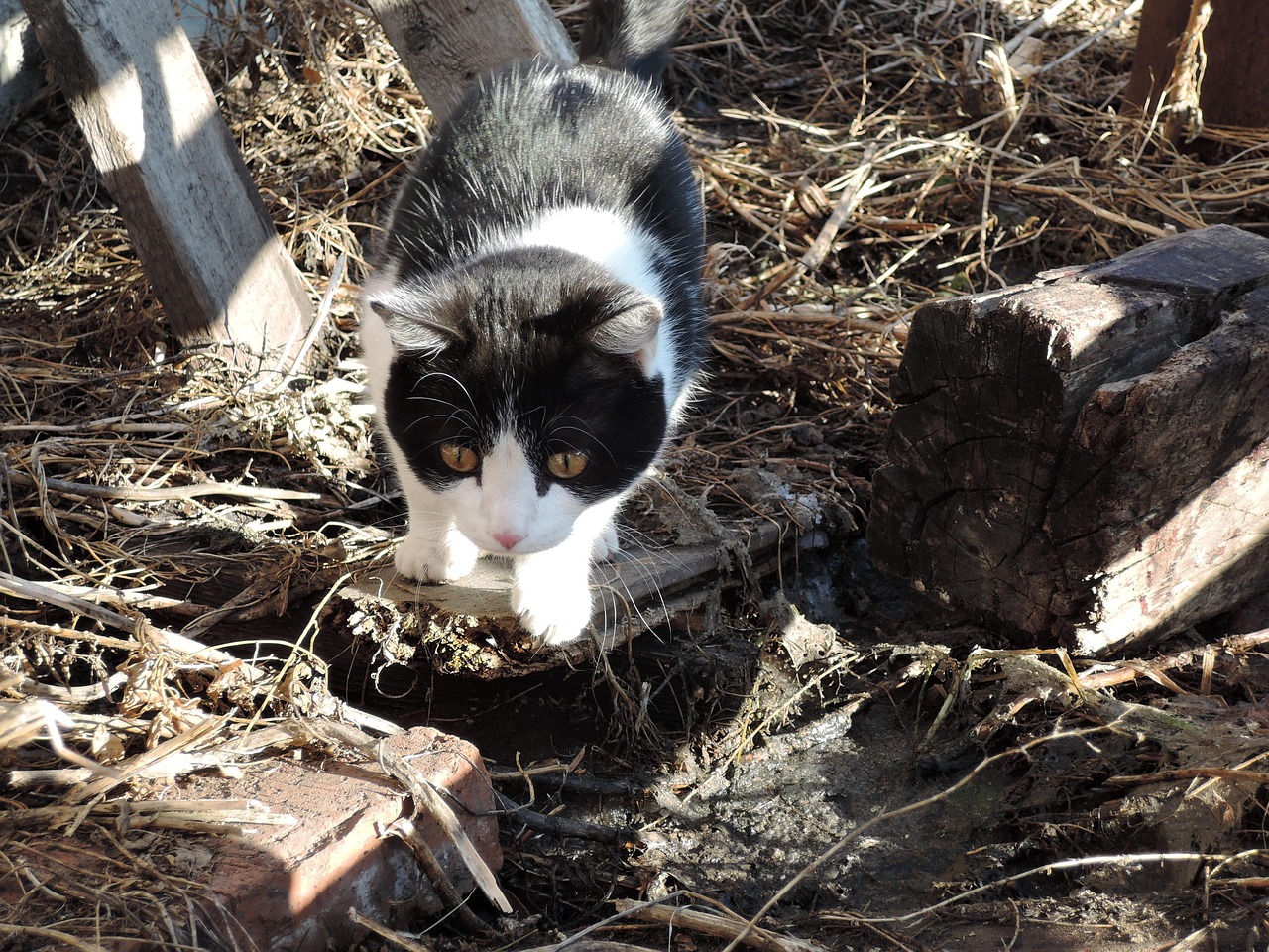 Cat Spring Animals - Free photo on Pixabay