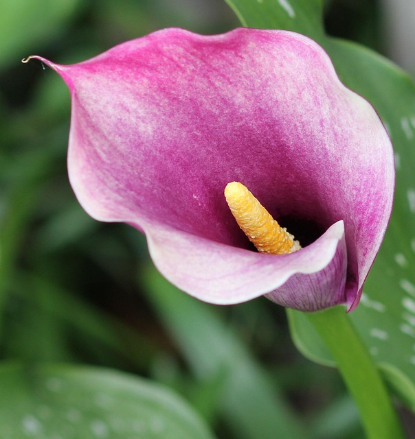 Blomst, Forår, Flowerbud