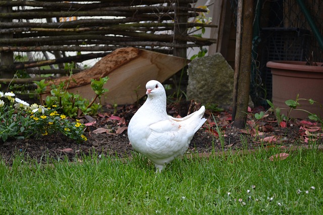 Free Dove Purity photo and picture