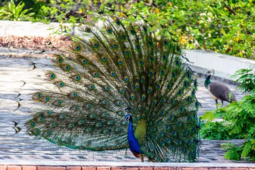 Peacock, Bird, Plumage, Feather