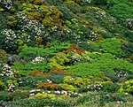 vegetation, yakushima highland, yak the rhododendrons
