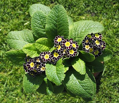 Free Primula Auricula photo and picture