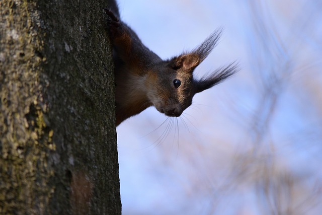Free Squirrel Salzburg photo and picture