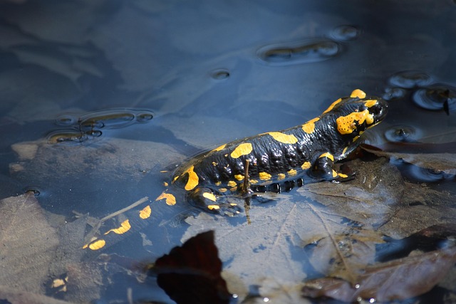 Free Fire Salamander Kapuzinerberg photo and picture