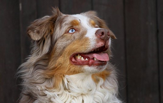 Australian Shepherd, Shepherd dog breed, Australian dog