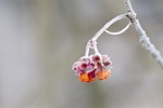 spindle, hoarfrost, winter