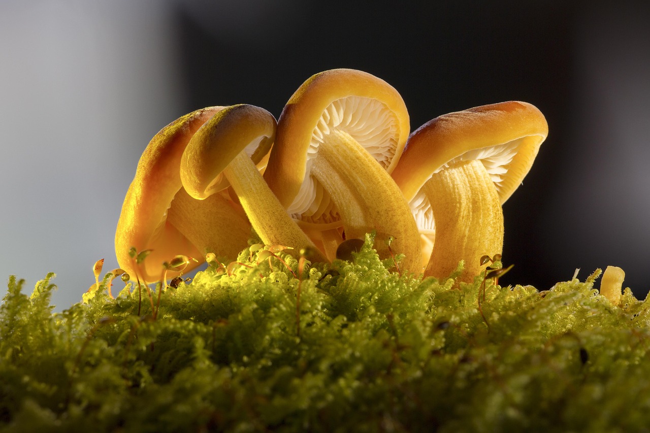 8,000+ Free Mushroom Forest & Mushroom Images Pixabay