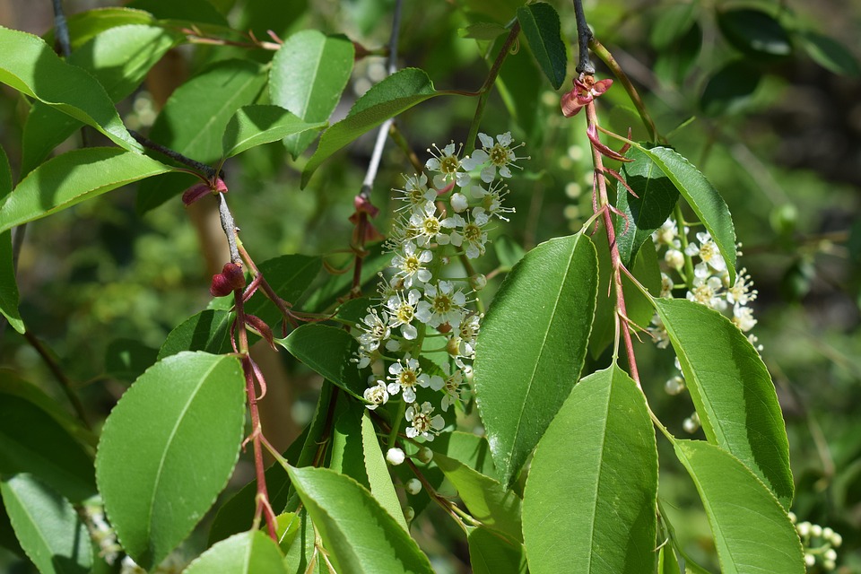 Chokecherry Blossoms And Leaves, Chokecherry, Tree