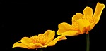 celandine, feigwurz, ficaria verna
