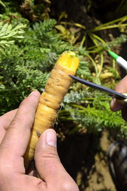 Free Yellow Carrot Carrot photo and picture