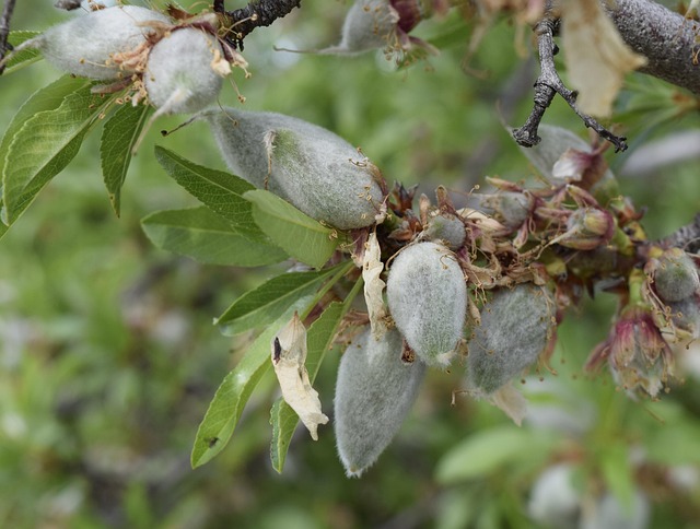 Free Almonds Agriculture photo and picture