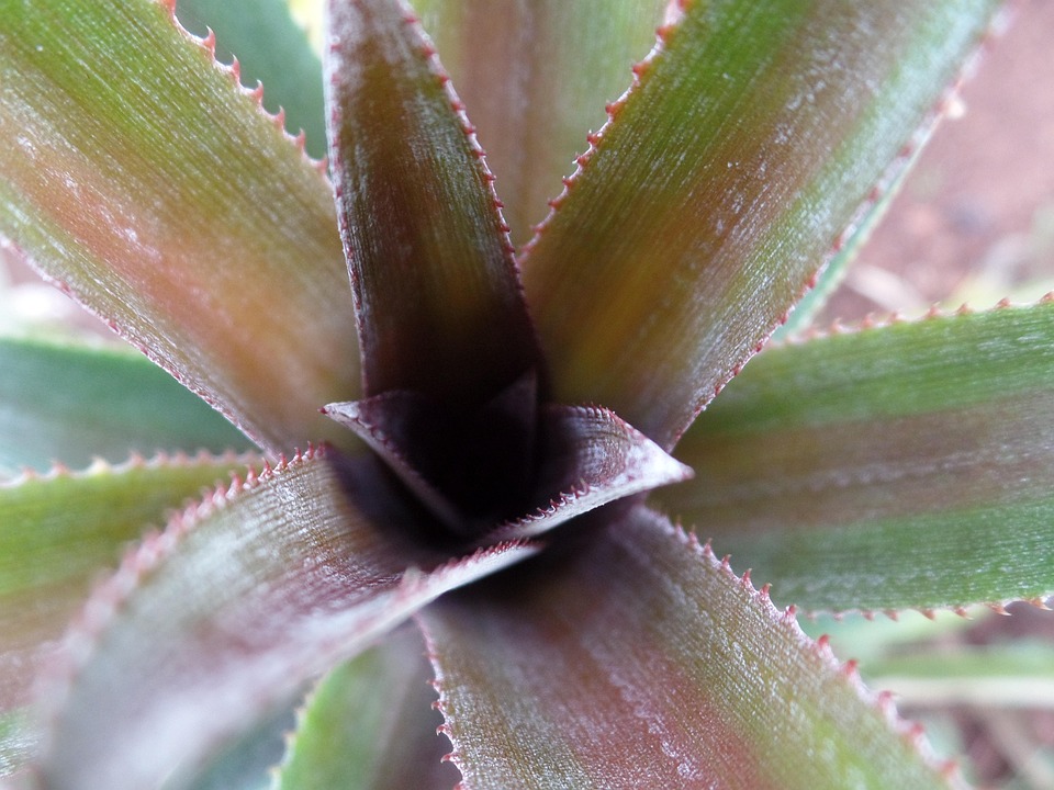 Planta Piña Detalles - Foto gratis en Pixabay - Pixabay
