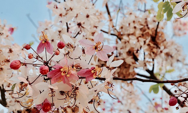 Free Sakura Flower photo and picture