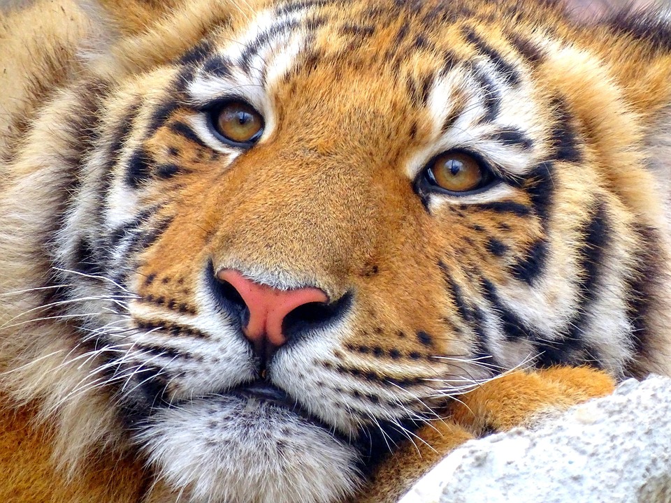 sweet cat videos sweet cat videos
