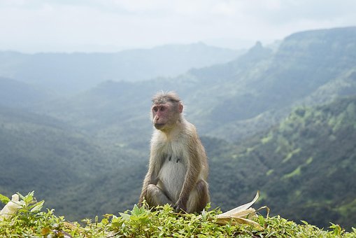 Free Animal Monkey photo and picture