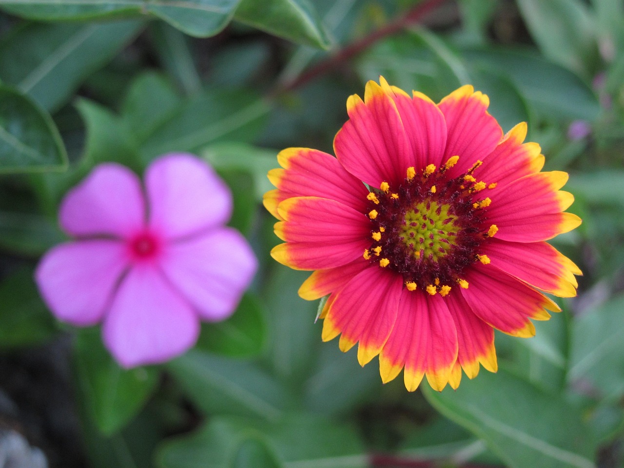 Penghu Himmlische Chrysantheme - Kostenloses Foto auf Pixabay - Pixabay