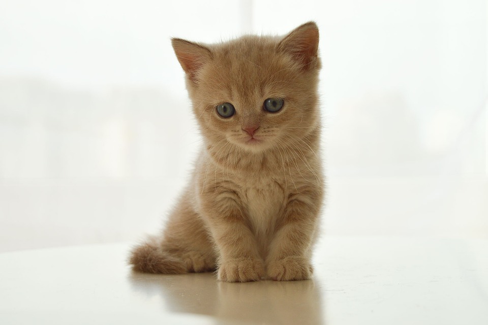 Gattino Gatto Britannico Pet Foto Gratis Su Pixabay