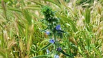 echium vulgare, blueweed, viper bugloss