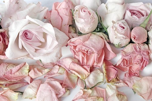 Free Roses Pink photo and picture