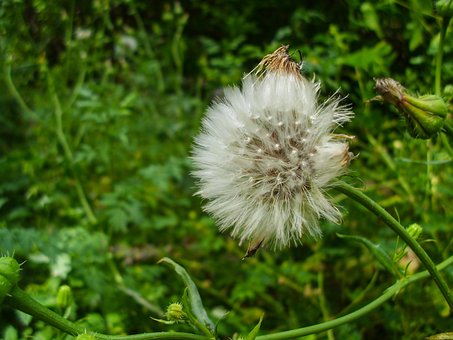 Free Dandelion White photo and picture