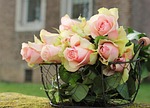 roses, noble roses, basket