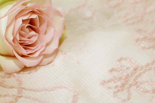 Free Rose Background illustration and picture