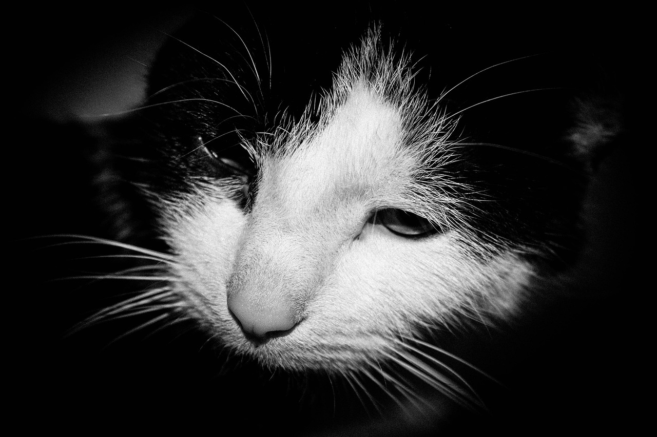 Cat Kitty Black And White - Free photo on Pixabay - Pixabay