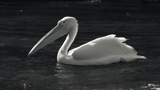 Free Animal Good photo and picture