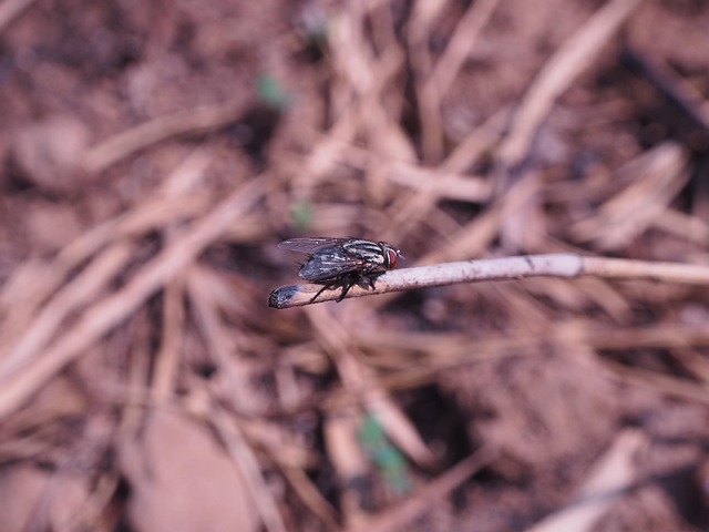 Free Flies Daytime photo and picture