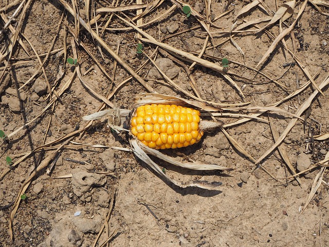 Free Sweetcorn Arid photo and picture