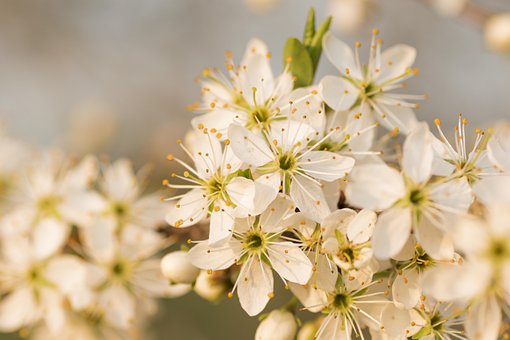 Blomst, Blomster, Blomme, Natur, Krukke