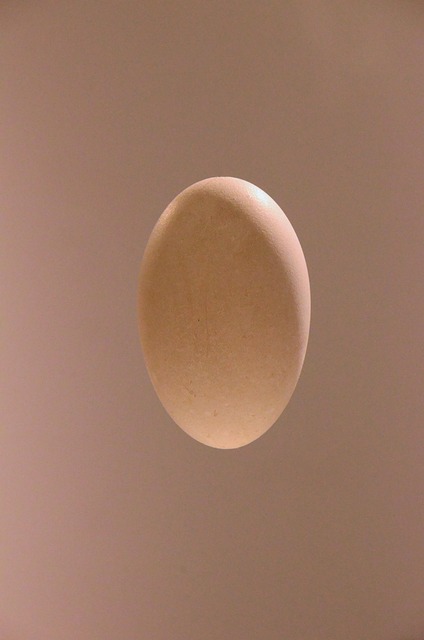 Free Egg Oval photo and picture