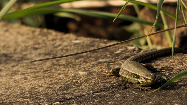 Free Lizard Spring photo and picture