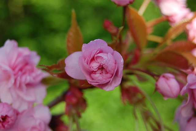 Primavera Color Rosa Primavera Flores Color De Rosa - Foto gratis en Pixabay - Pixabay