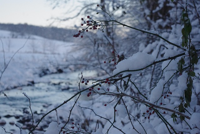 Free Snow Winter photo and picture