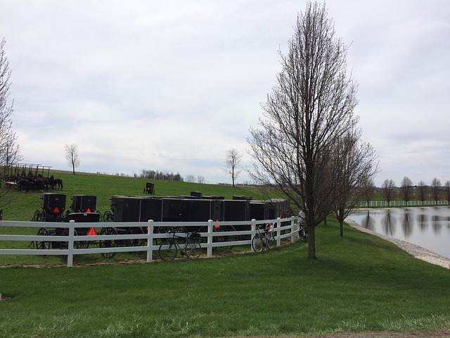 Free Amish Buggies photo and picture