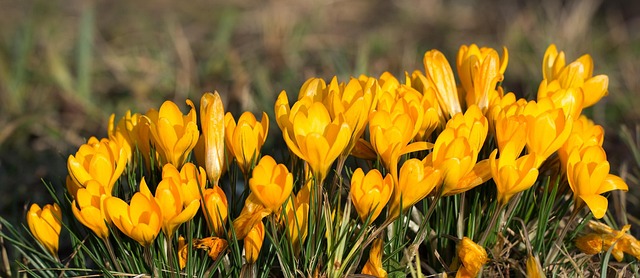 Free Crocus Blossoms photo and picture