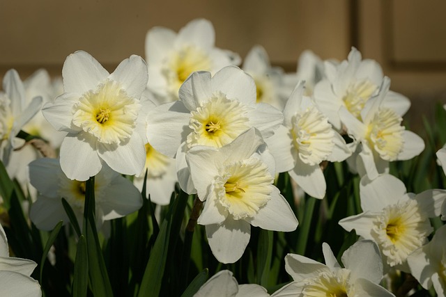 Free Daffodils Narcissus photo and picture