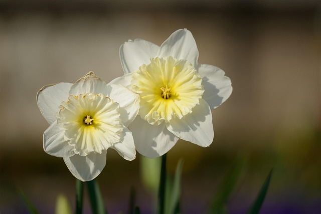 Free Daffodils Narcissus photo and picture