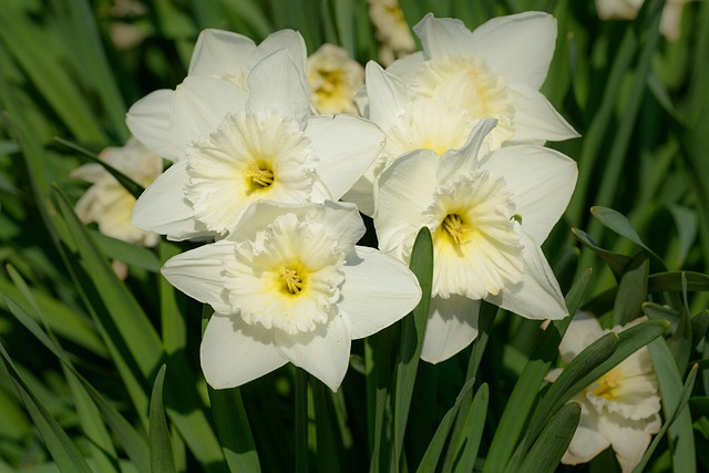 Free Daffodils Narcissus photo and picture