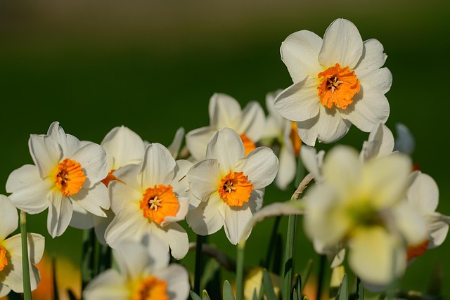 Free Daffodils Narcissus photo and picture
