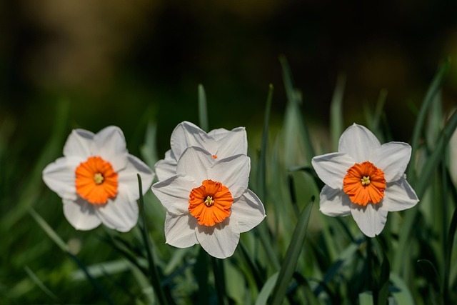 Free Daffodils Narcissus photo and picture
